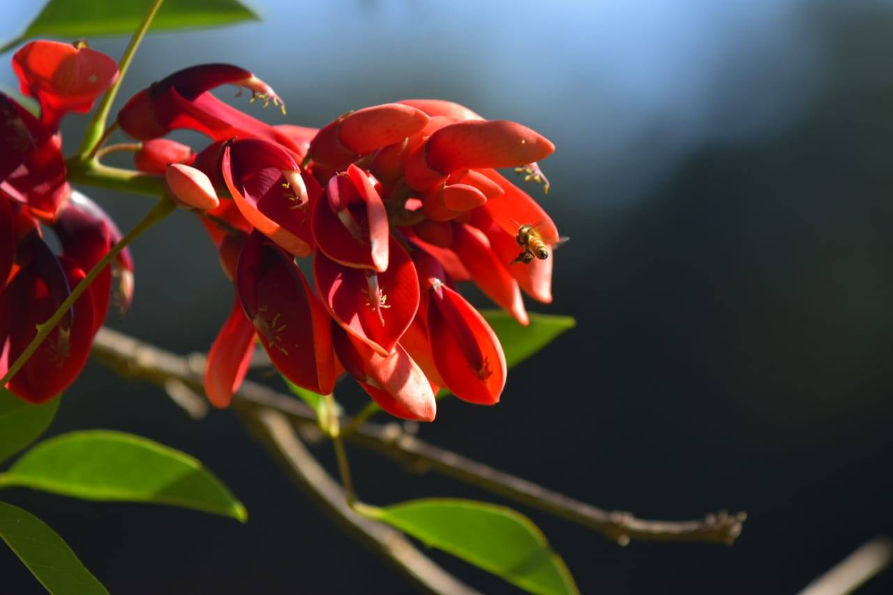 Hoy se celebra el Día Nacional del Ceibo: La Flor Nacional que guarda una  leyenda guaraní - Dale Concepción