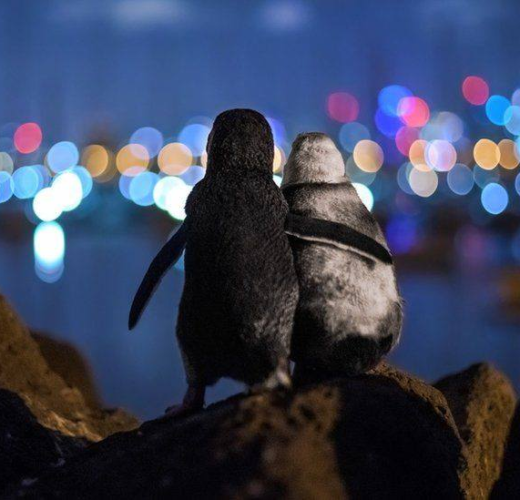 foto pinguinos