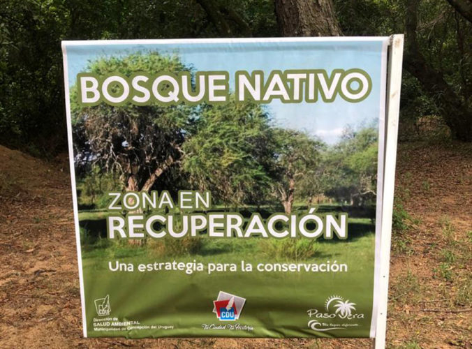 bosque nativo