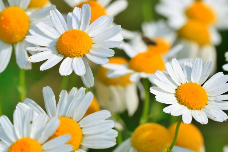 manzanilla-camomila-large