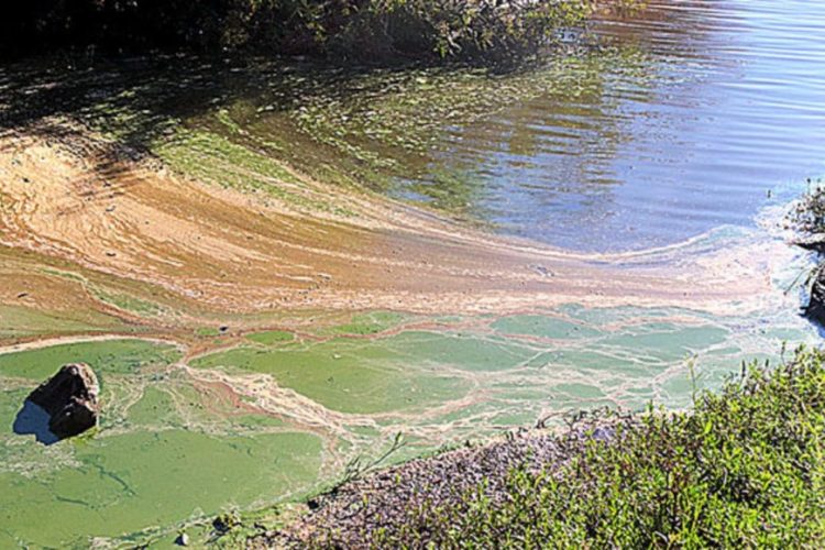 verdin en playa entrerriana